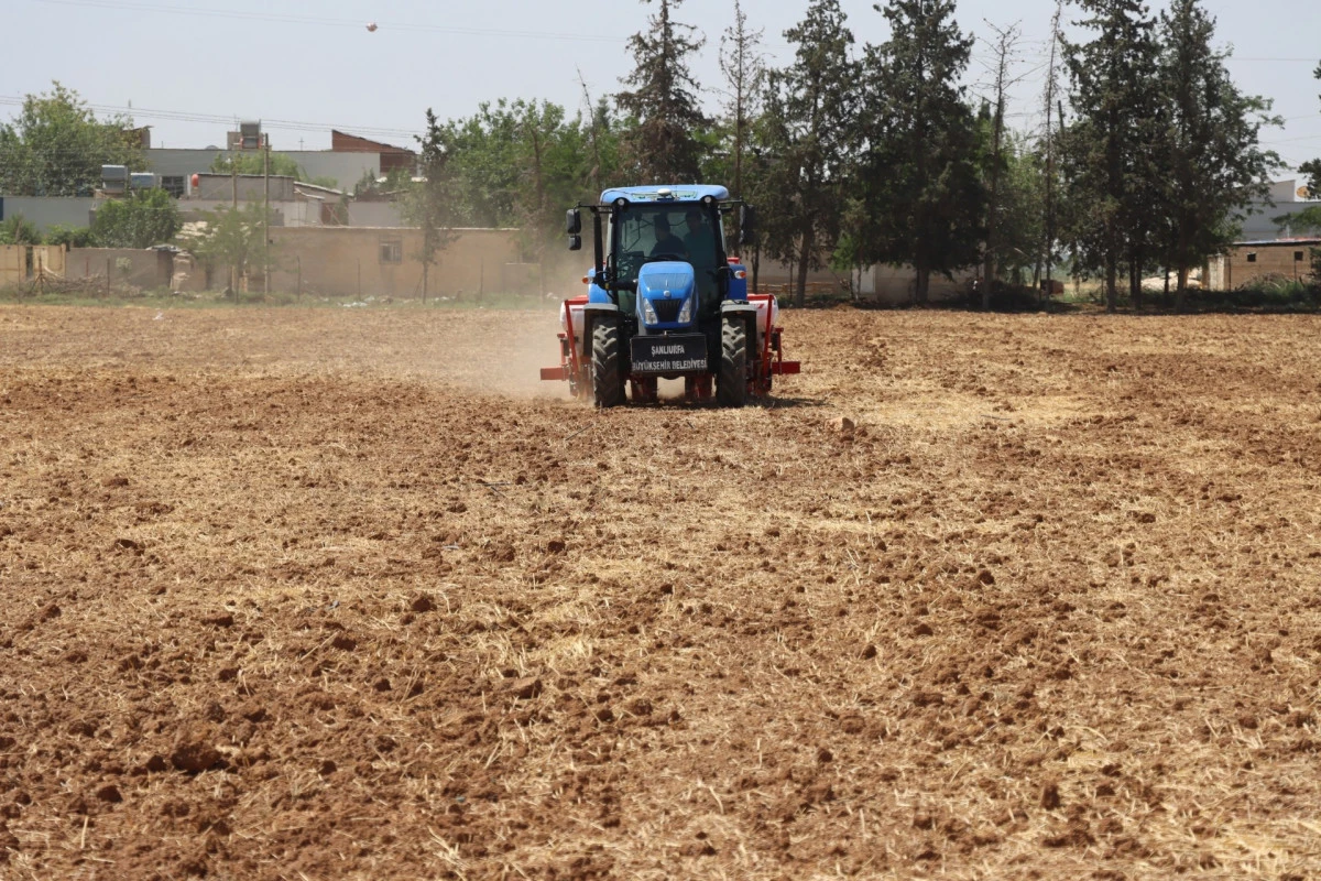 BÜYÜKŞEHİR BELEDİYESİ’NDEN SOYA EKİMİYLE TOPRAK VERİMLİLİĞİNE KATKI