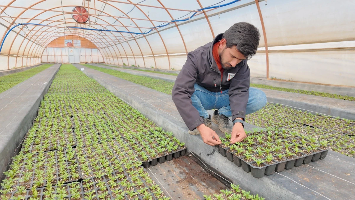 B&Uuml;Y&Uuml;KŞEHİR SERALARINDA 400 BİN YAZLIK &Ccedil;İ&Ccedil;EK &Uuml;RETİLİYOR