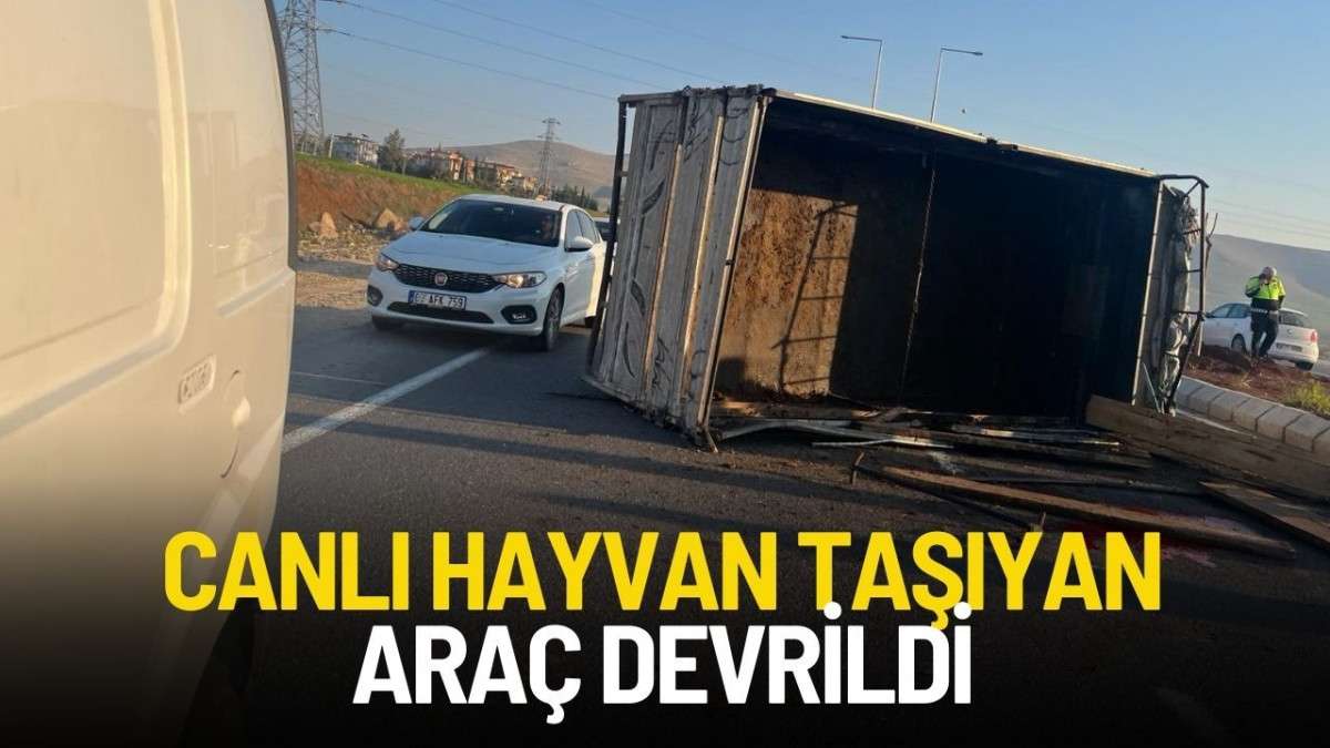 Canlı Hayvan Taşıyan Araç Devrildi