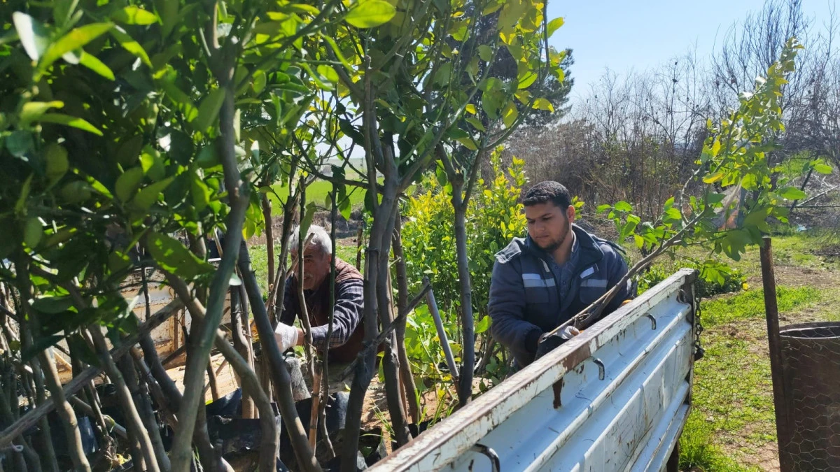 Ceylanpınar&rsquo;da Yeşil Seferberlik: 6 Bin Meyve Fidanı Toprakla Buluşuyor