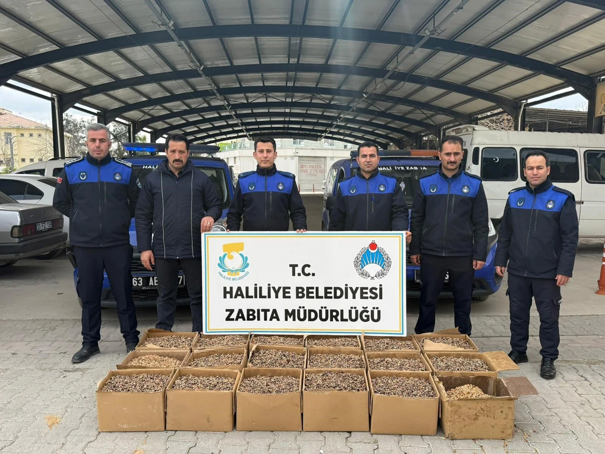 HALİLİYE&rsquo;DE GIDA DENETİMİ: K&Uuml;FL&Uuml; CEVİZLERE EL KONULDU