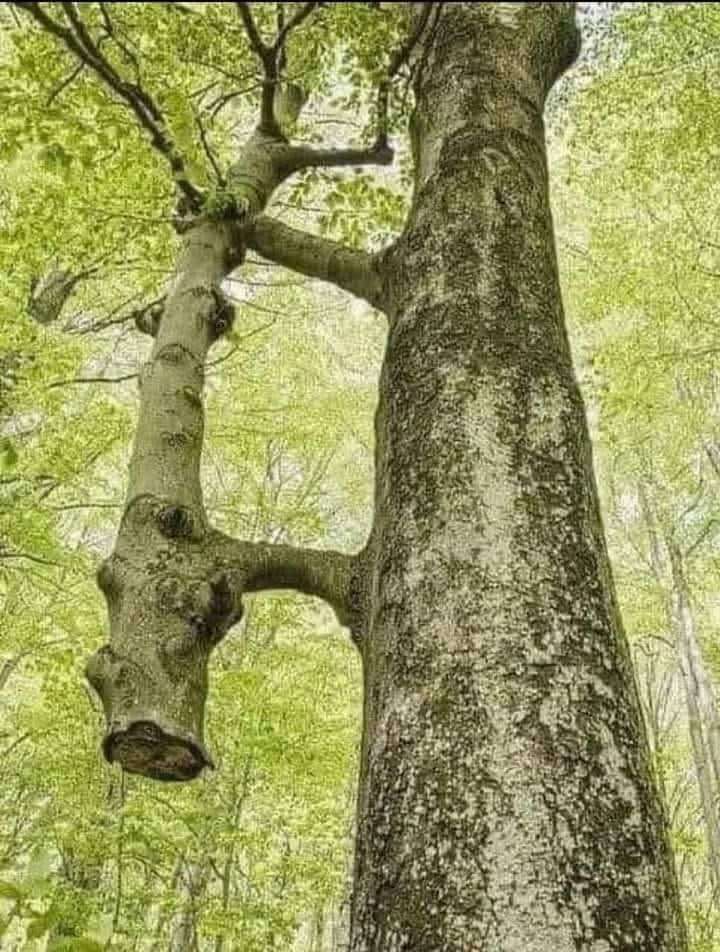 KAYIN AĞACI, KAYIN VALİDE