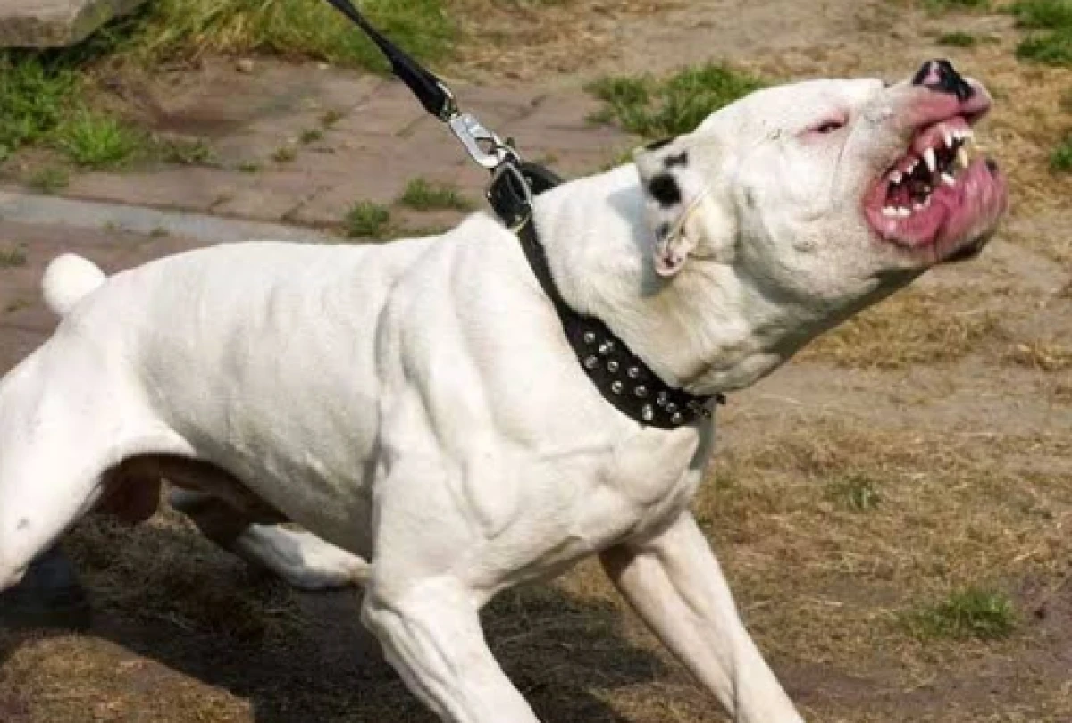 K&ouml;peksiz Sokaklar Daha G&uuml;venli