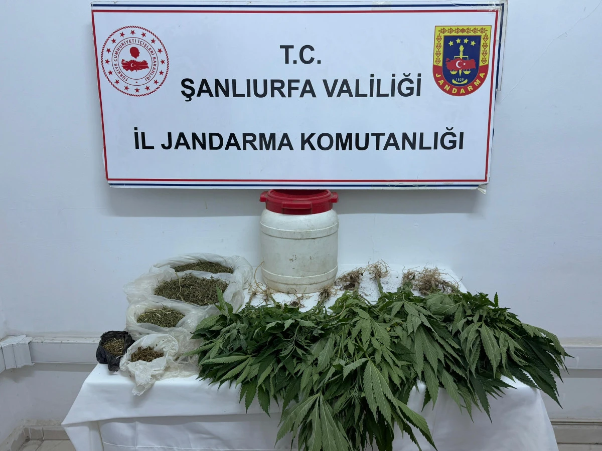 Şanlıurfa Suruç’ta Uyuşturucu Operasyonu