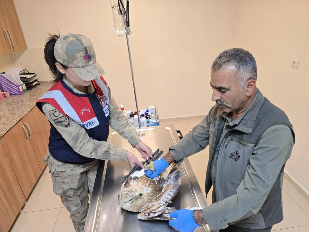 Şanlıurfa’da Yaralı Kartal Kurtarıldı