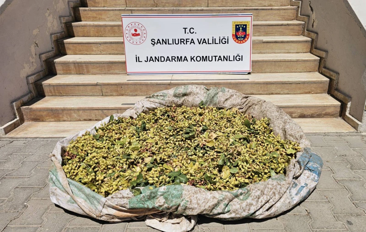 Suru&ccedil;&rsquo;ta Fıstık Hırsızlığı: 380 Kilo Fıstıkla Yakalandılar