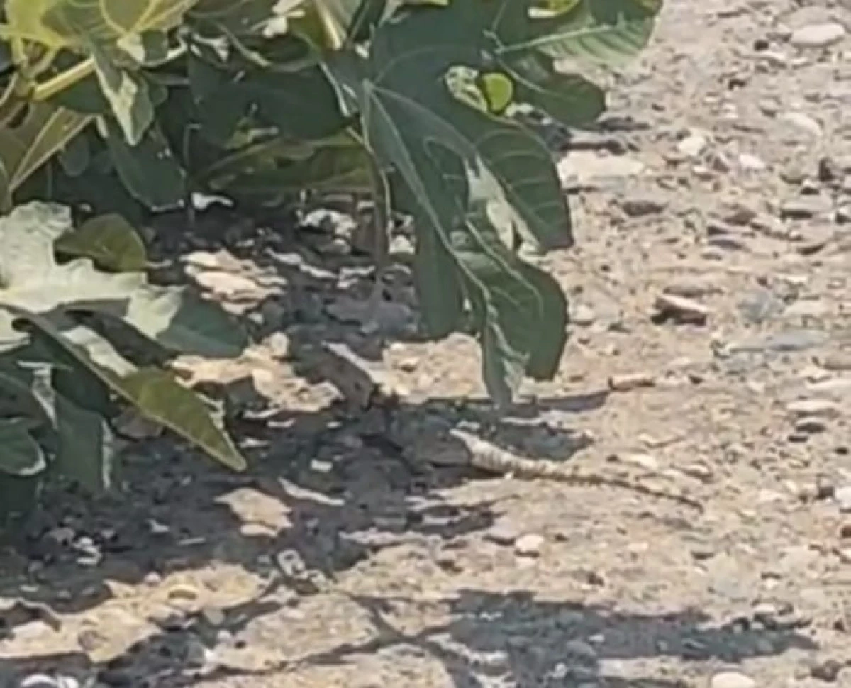 URFA'DA DEV ÇÖL VARANI GÖRÜNTÜLENDİ